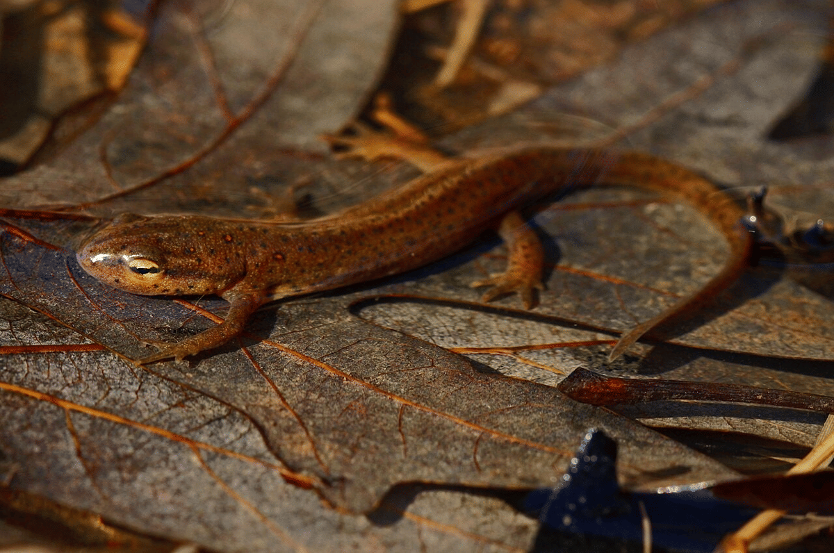 eastern newt
