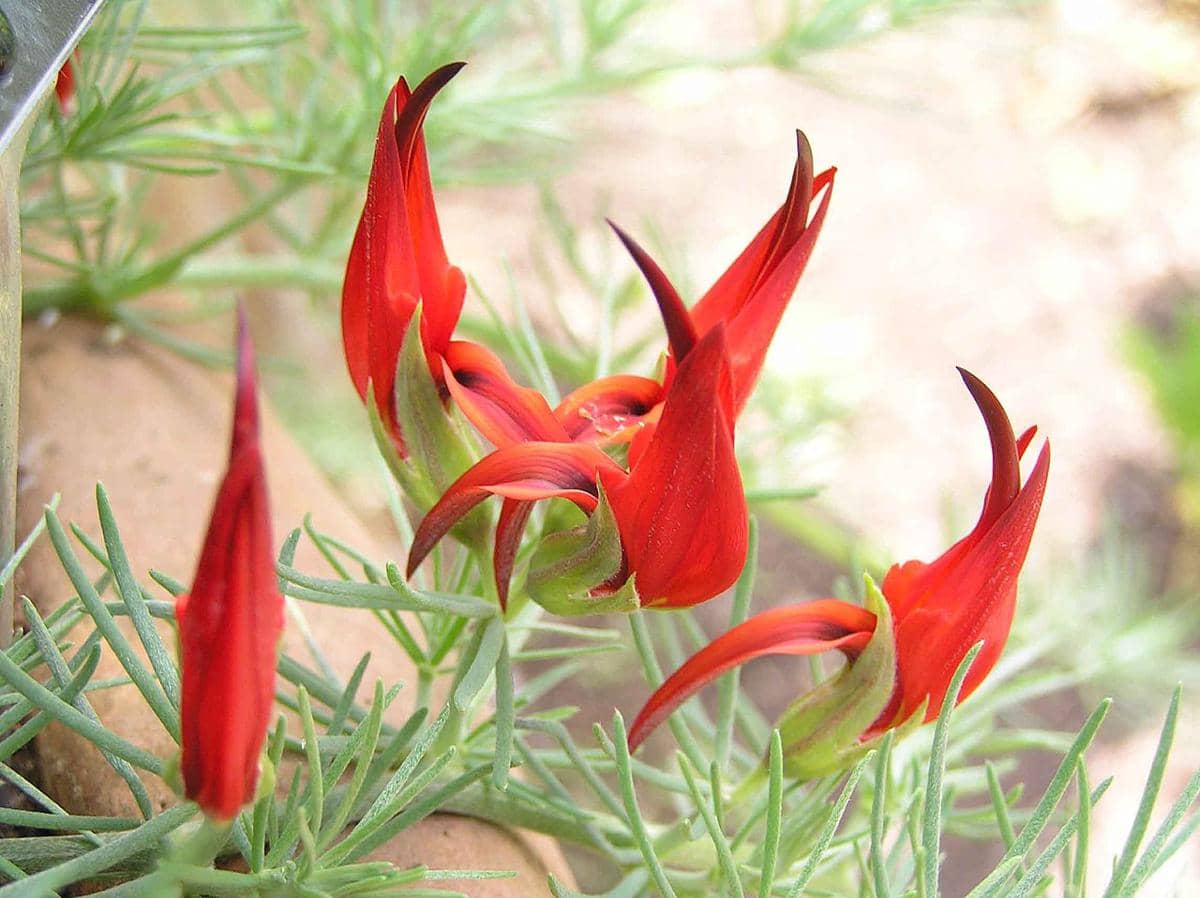 Tak Banyak Tahu, 7 Tanaman Unik Ini Namanya Terinspirasi dari Burung