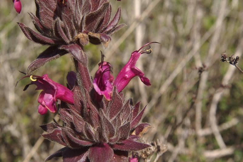 hummingbird sage