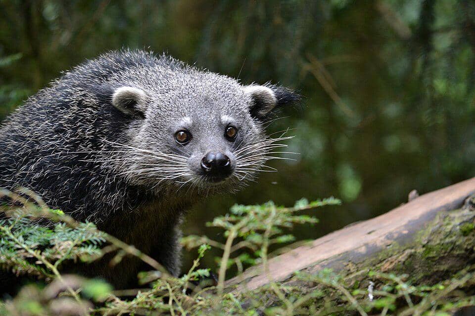 Binturong ini hidup di kebun binatang.