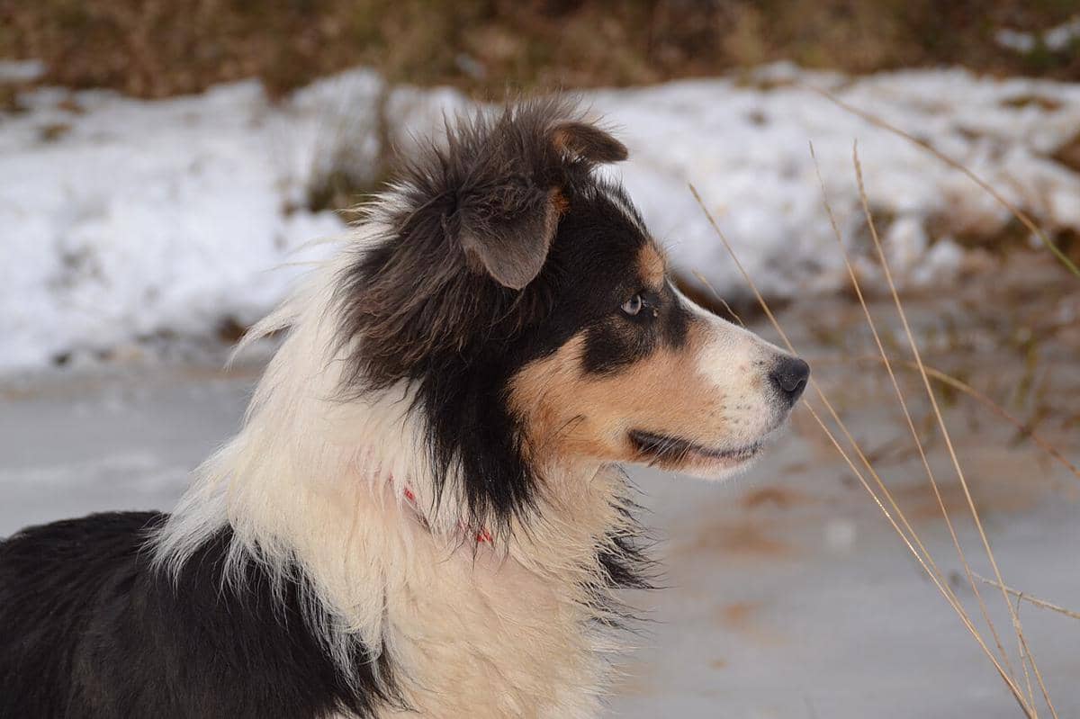 Border collie