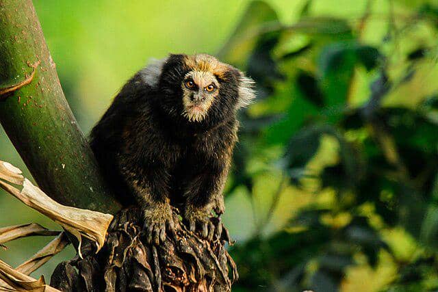 Marmoset