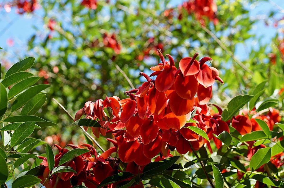 cockspur coral tree