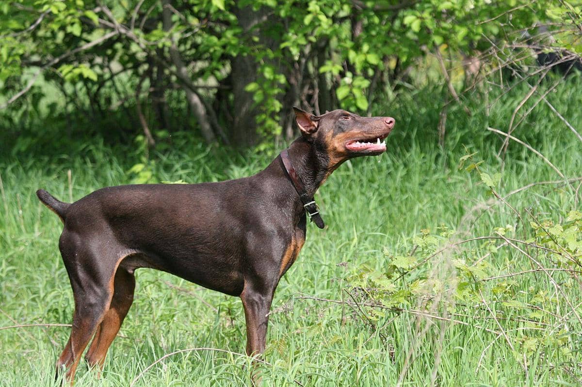 Doberman pinscher