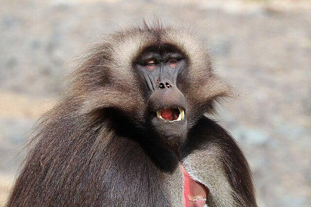 Gelada