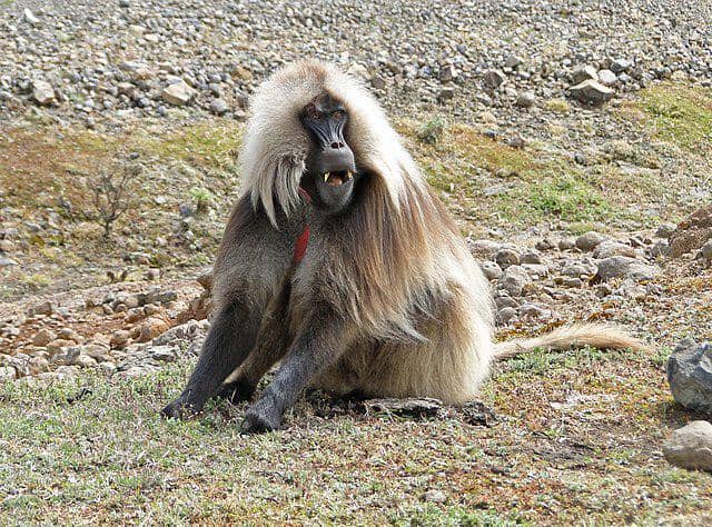 Gelada