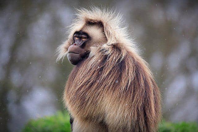 5 Fakta Seru Gelada, Benarkah Satu-satunya Primata yang Makan Rumput?