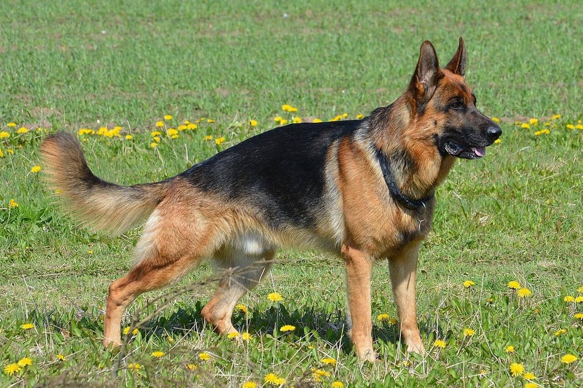 German shepherd