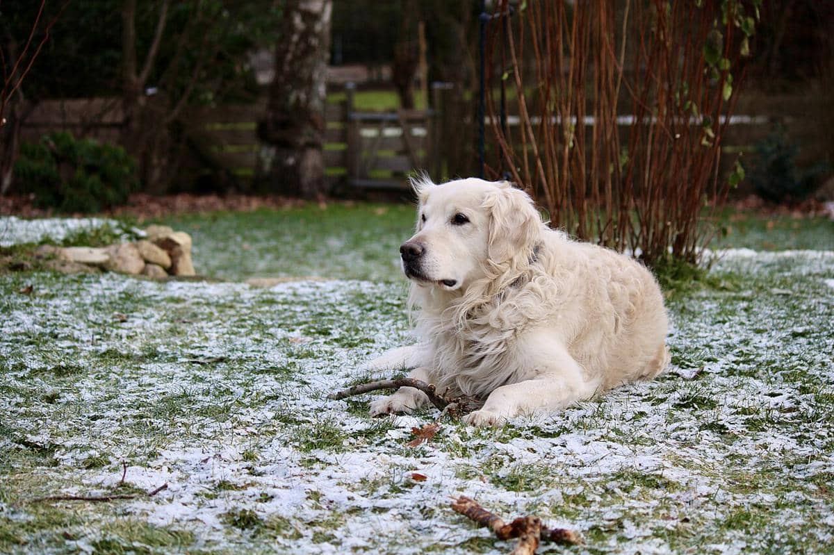 Golden retriever