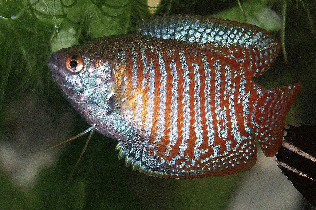 ikan sepat