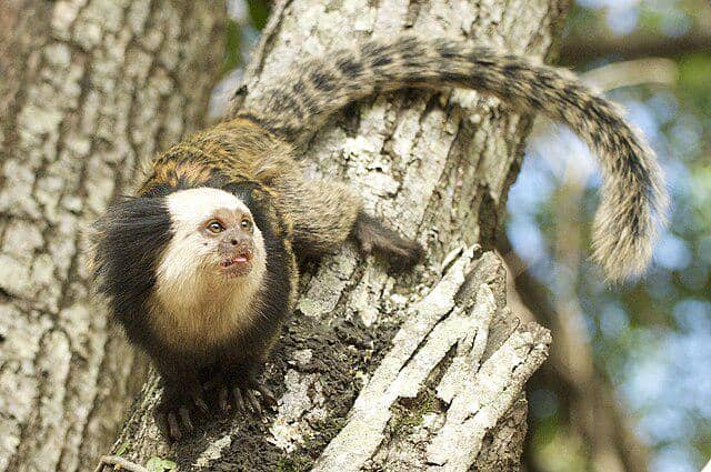 Mengenal Primata Marmoset, Monyet Terkecil di Dunia!