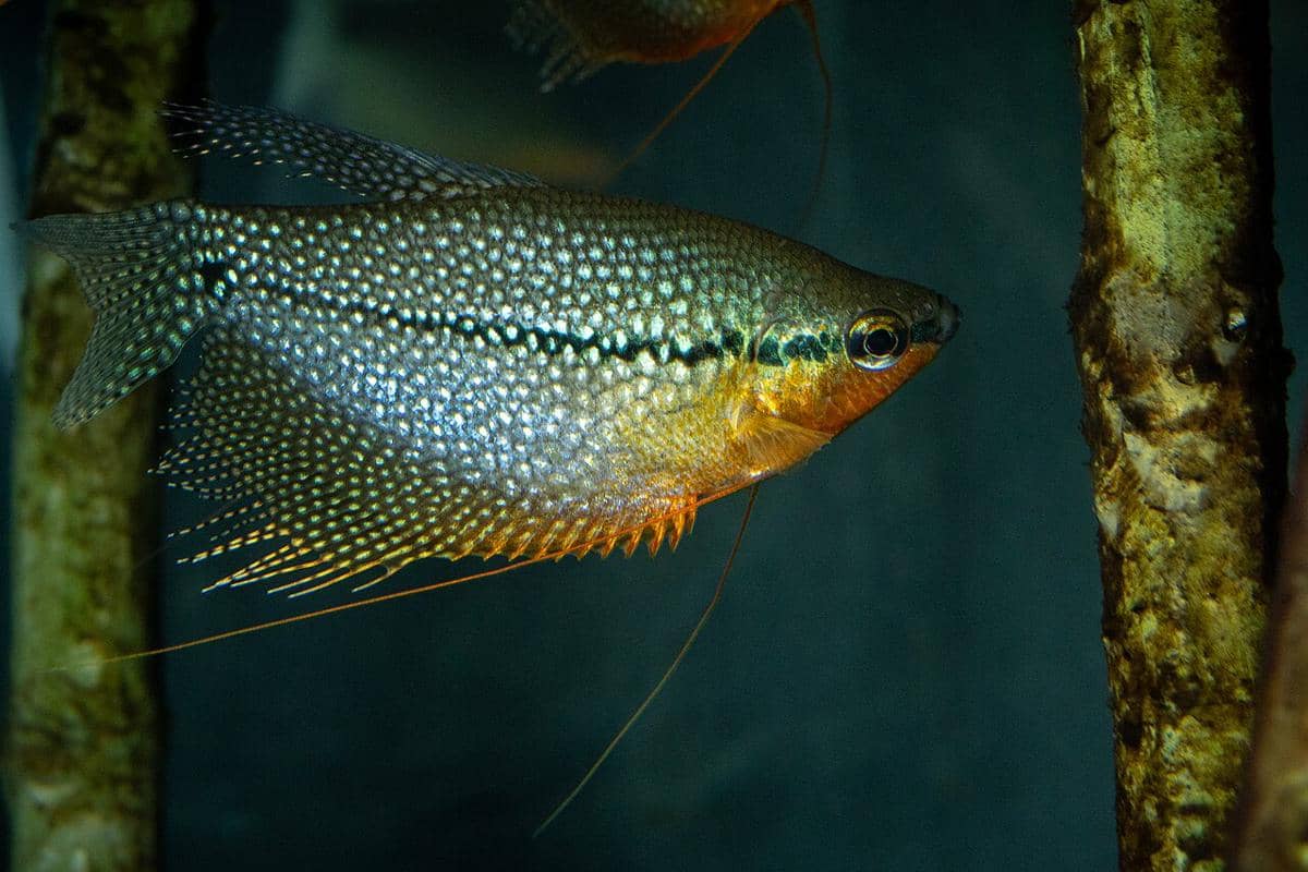 ikan sepat