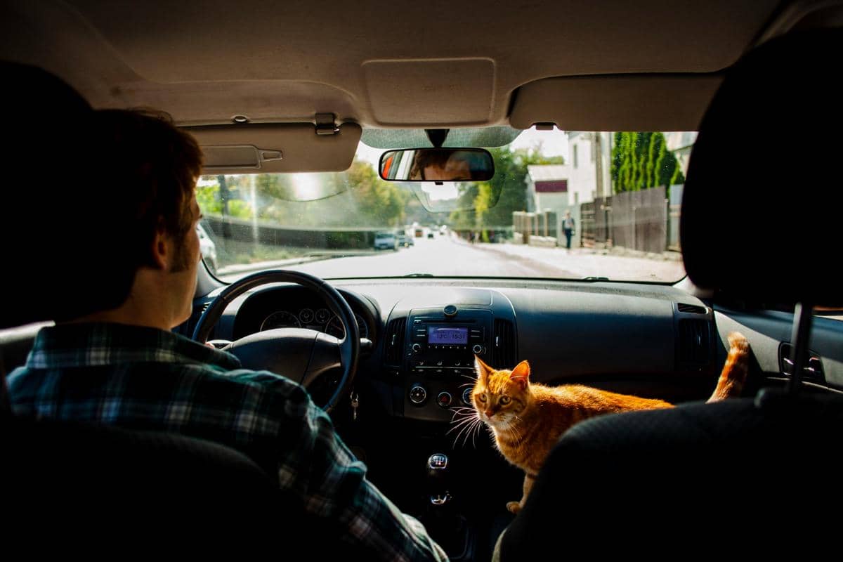 Kenapa Kucing Suka Mengeong Saat Mudik Naik Mobil?
