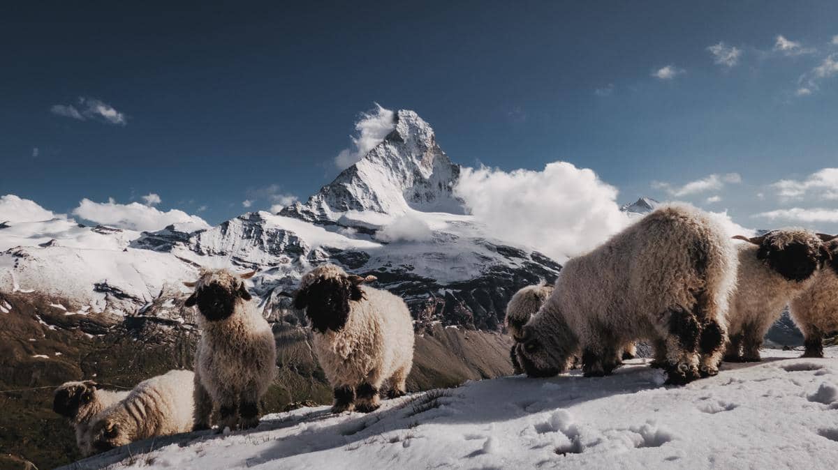Valais Blacknose berasal dari wilayah Valais di Pegunungan Alpen Swiss