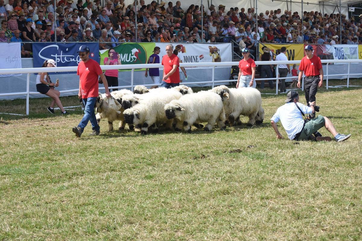 Valais Blacknose dikenal memiliki sifat yang ramah dan mudah berinteraksi dengan manusia