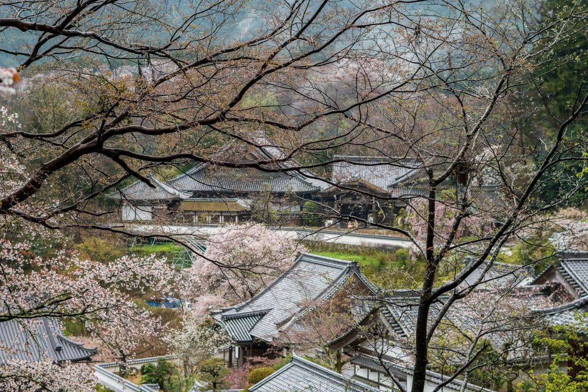 6 Tips Liburan Hemat di Jepang selama Musim Semi