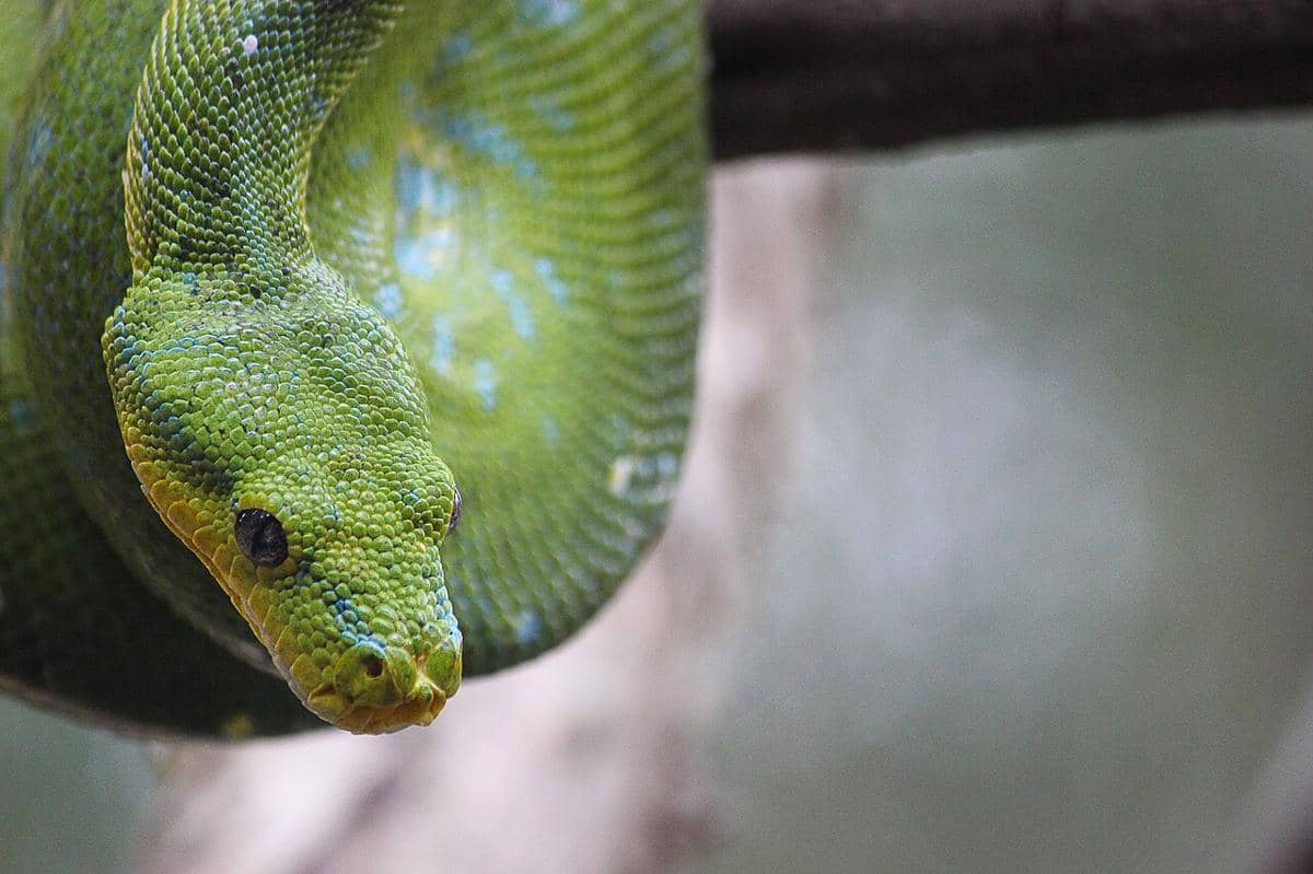 5 Negara dengan Populasi Ular Terbanyak, Indonesia Termasuk!