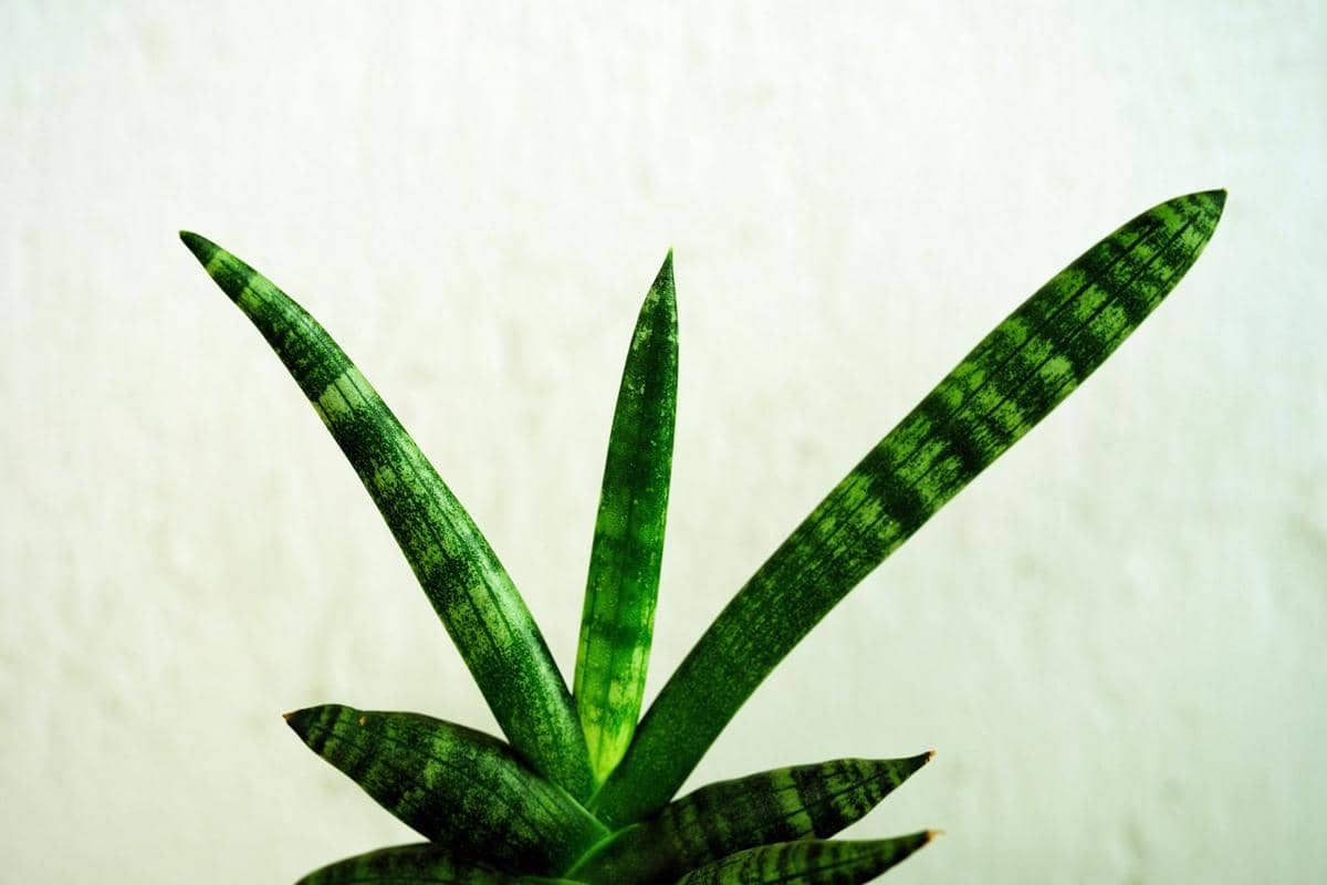 ilustrasi sansevieria