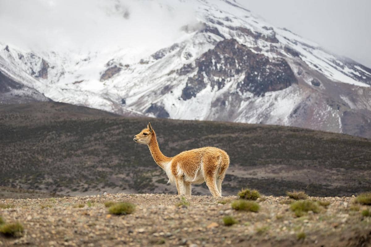 potret vicuña, hewan khas Andes yang menjadi simbol fauna nasional Peru