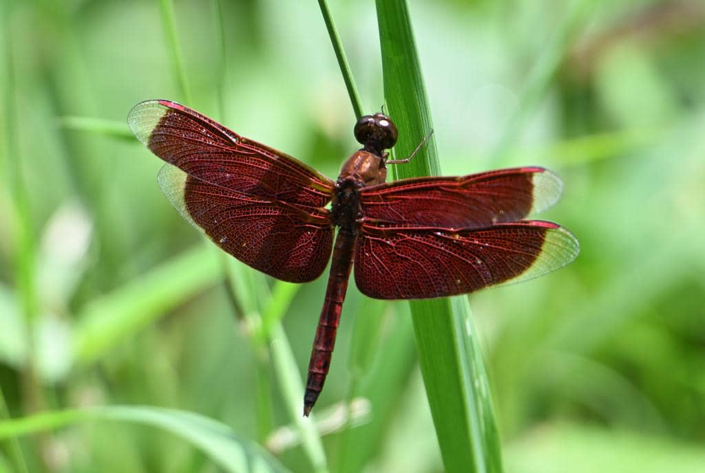 Capung Neurothemis fluctuans