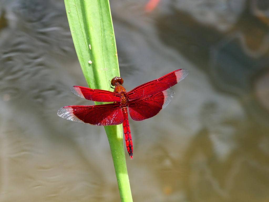 Capung Neurothemis fluctuans