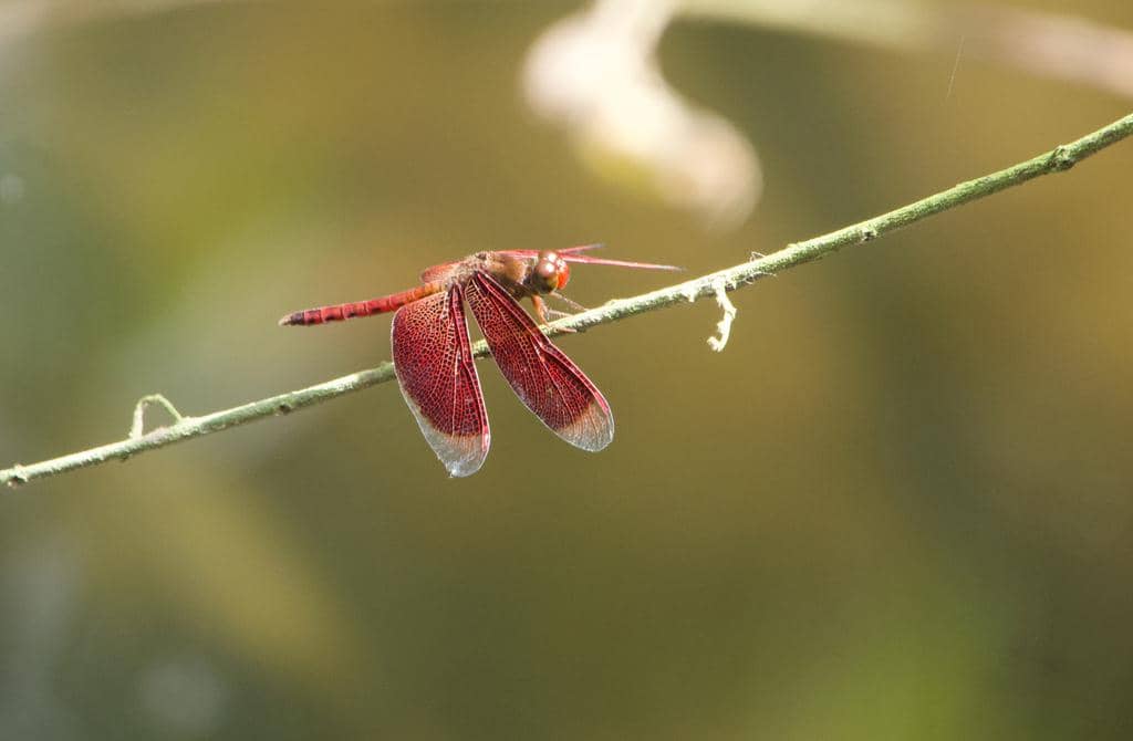 Capung Neurothemis fluctuans