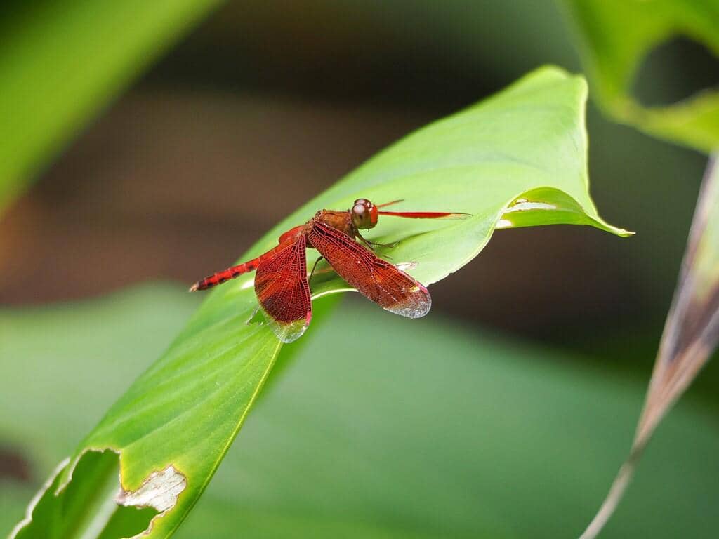 Capung Neurothemis fluctuans