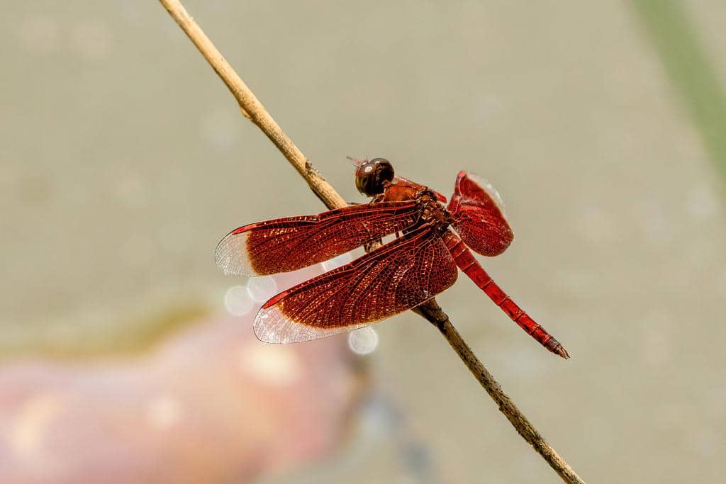 Capung Neurothemis fluctuans