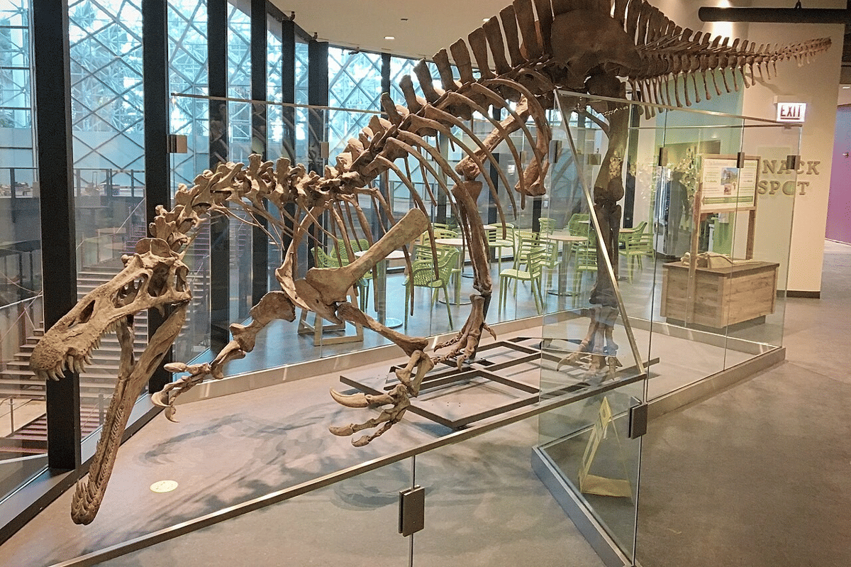 rekonstruksi kerangka Suchomimus
