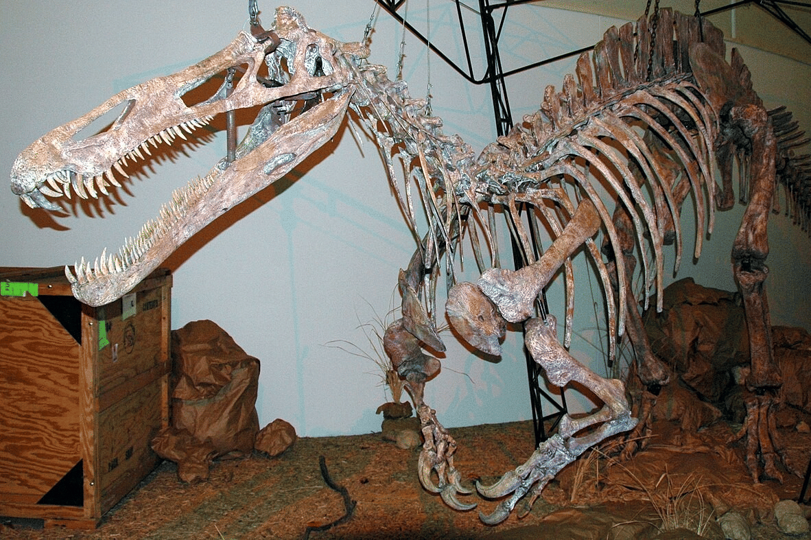 rekonstruksi kerangka Suchomimus