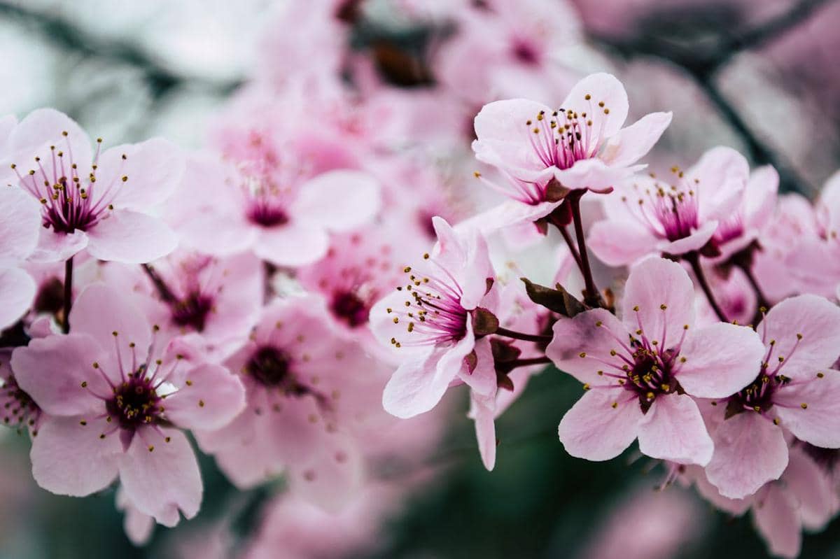 ilustrasi bunga sakura