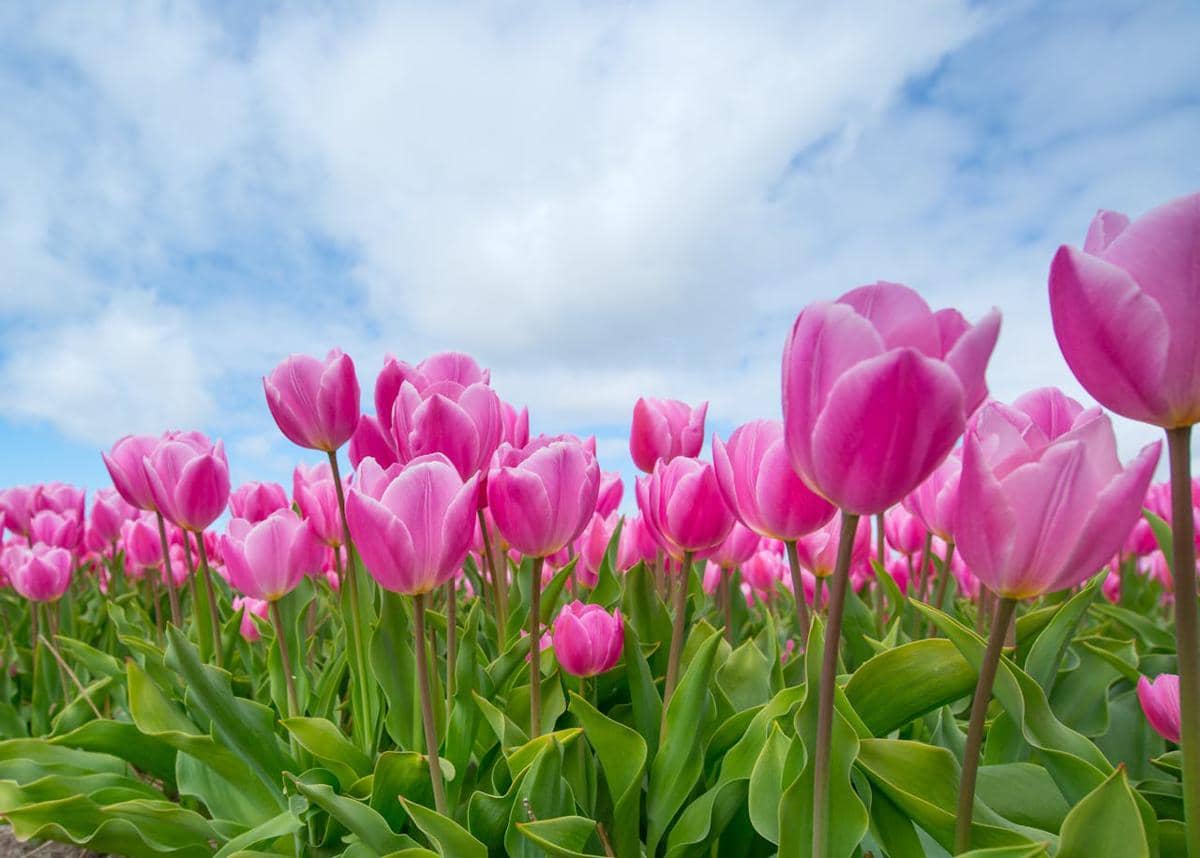 ilustrasi tulip pink