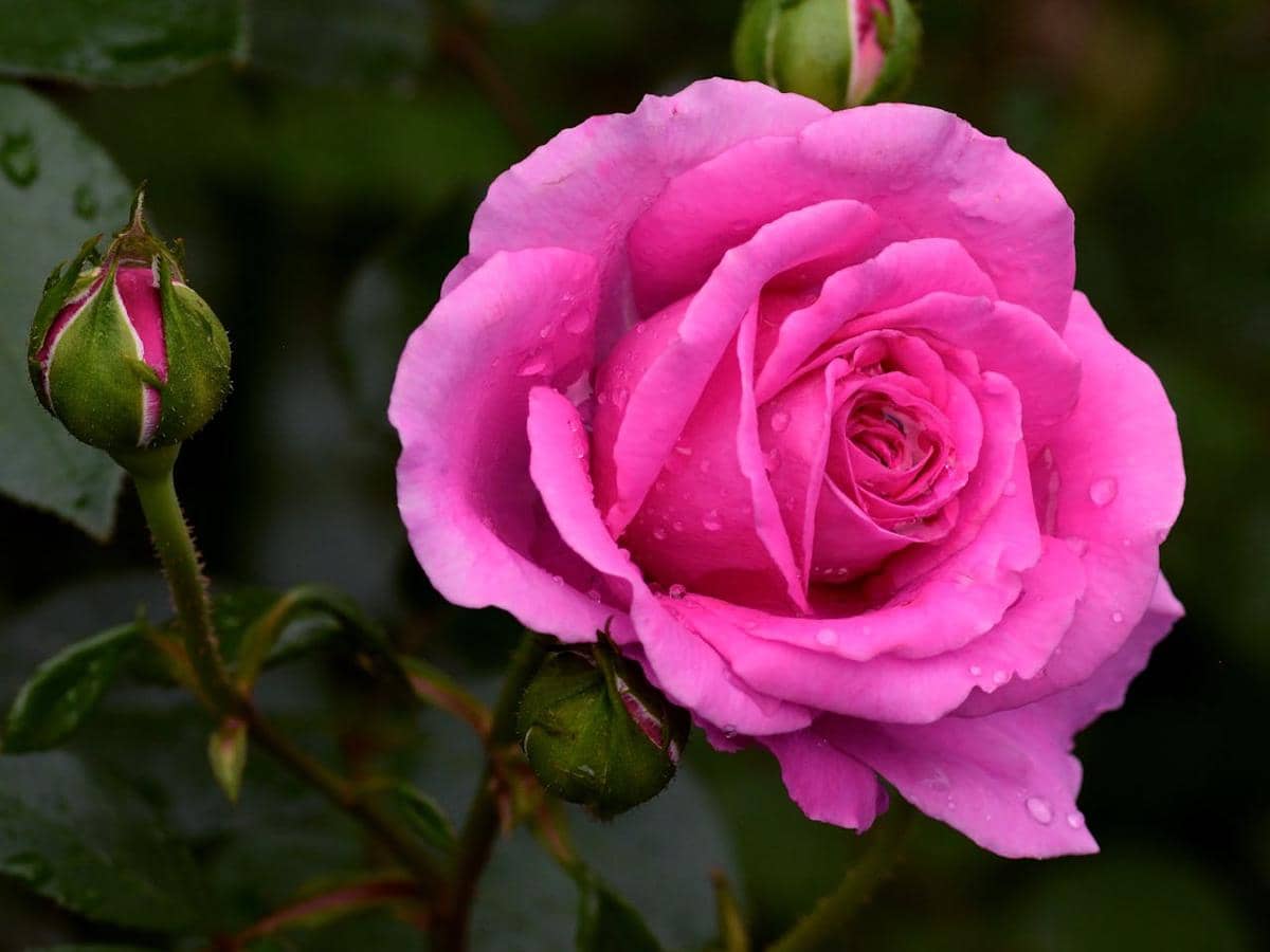 Jenis Bunga Pink Populer untuk Dekorasi dan Taman | IDN Times