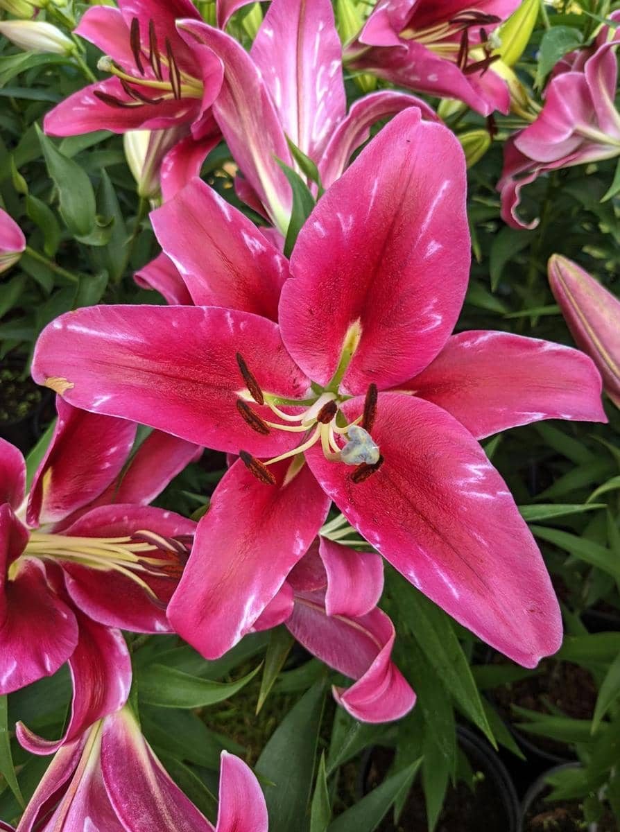 ilustrasi lily pink
