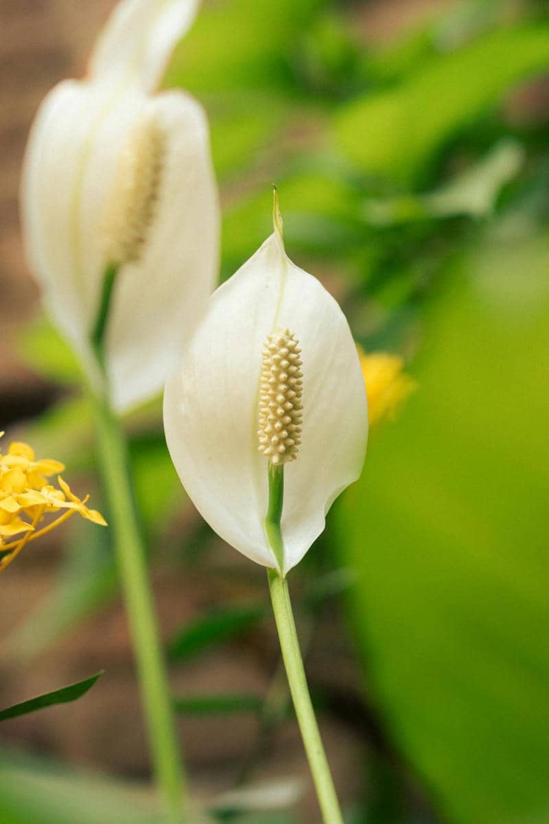 ilustrasi peace lily