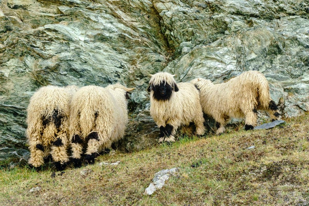 Valais Blacknose dikenal luas dengan julukan domba paling lucu di dunia