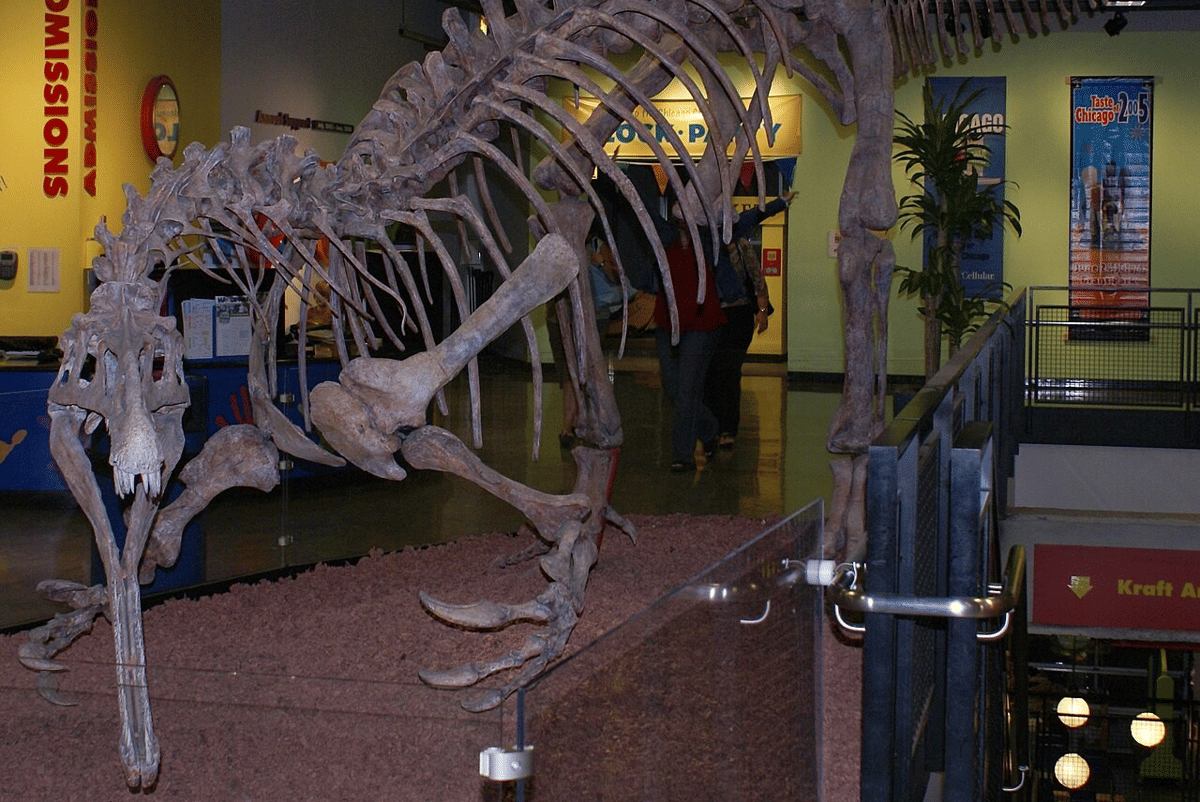 rekonstruksi kerangka Suchomimus