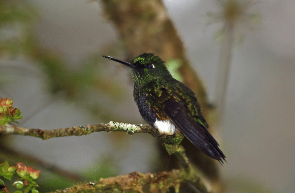 5 Fakta Colorful Puffleg, Kolibri Berwarna Metealik dari Pegunungan Andes