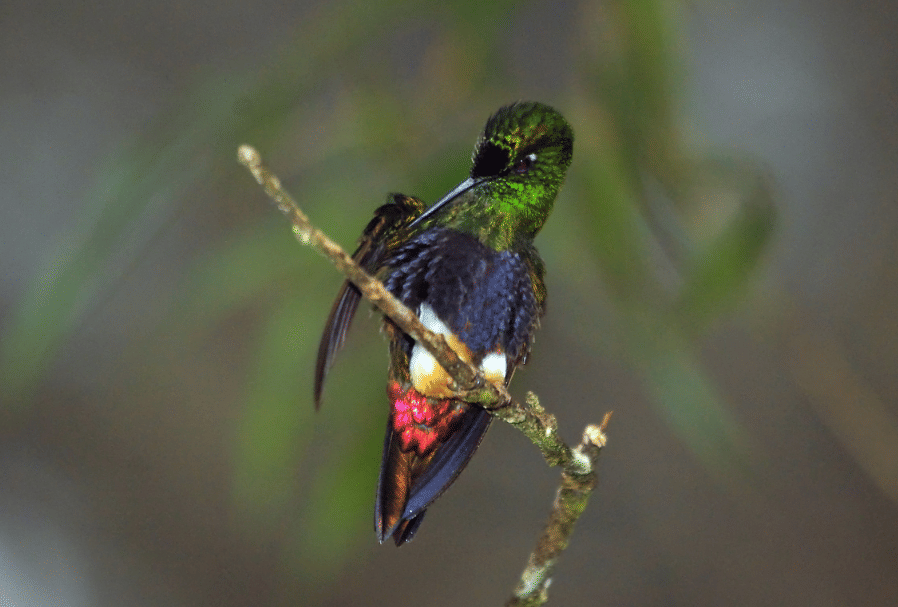 burung colorful puffleg