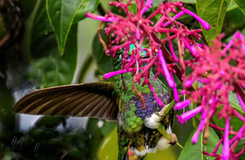 burung colorful puffleg