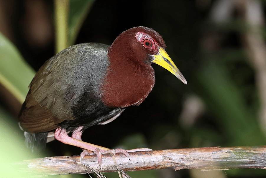 5 Fakta Talaud Rail, Burung Endemik Indonesia yang Jarang Terlihat