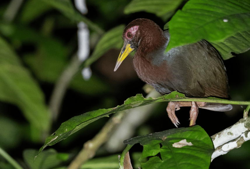 burung talaud rail