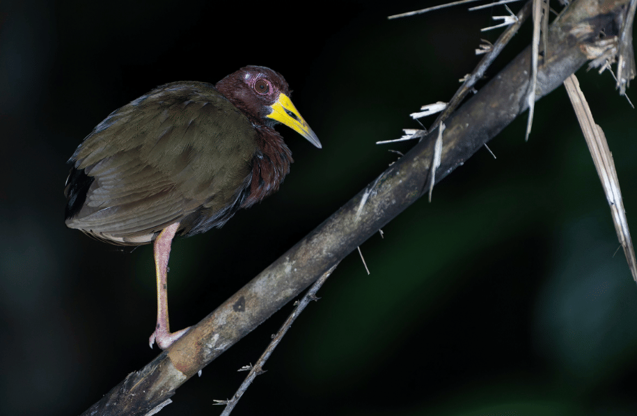 burung talaud rail