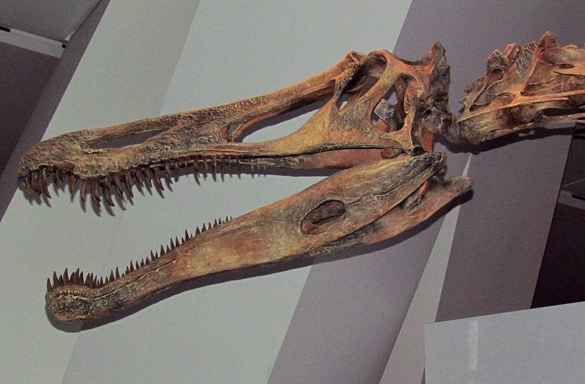rekonstruksi kerangka Suchomimus