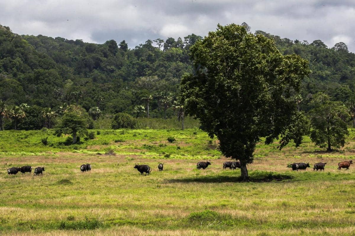 Alas Purwo Banyuwangi Ditutup Dua Hari saat Lebaran