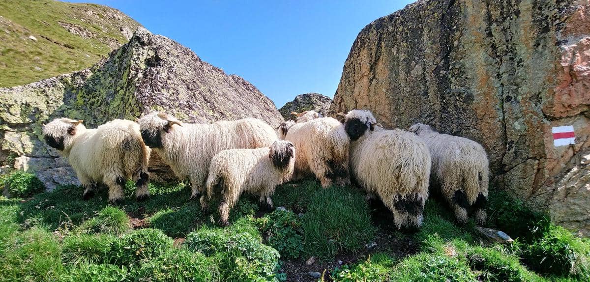 5 Fakta Valais Blacknose, Domba Lucu Asal Pegunungan Alpen Swiss