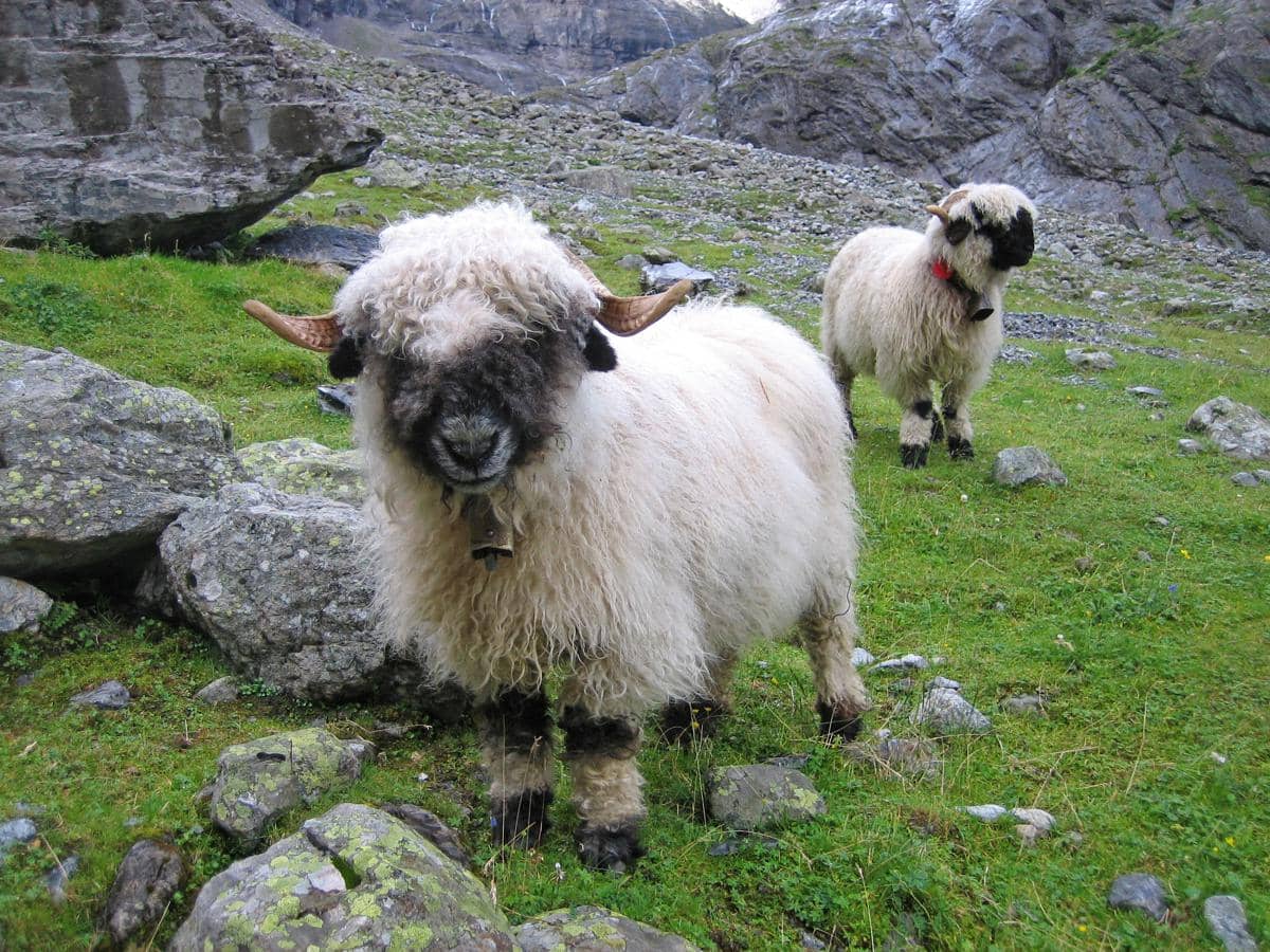 warna hitam pada wajah dan kaki menjadi salah satu ciri khas dari Valais Blacknose