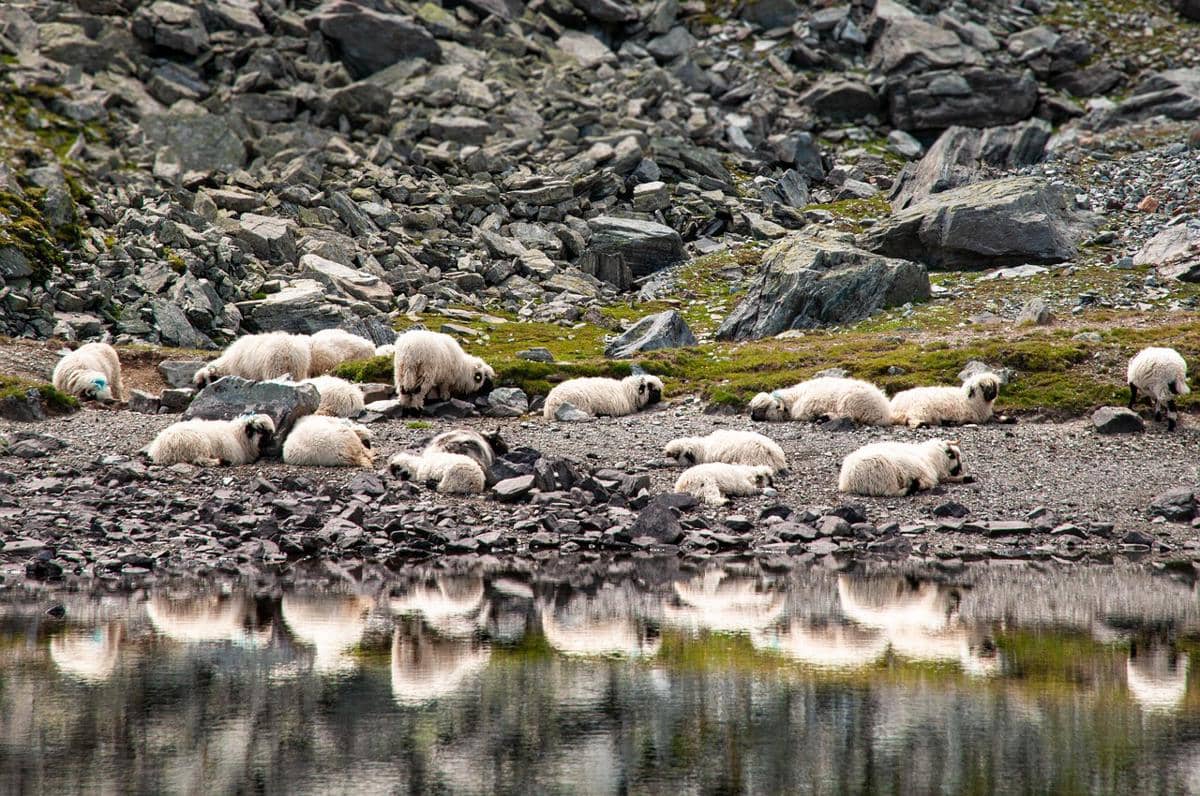 populasi Valais Blacknose masih tergolong terbatas dibandingkan dengan beberapa ras domba lainnya