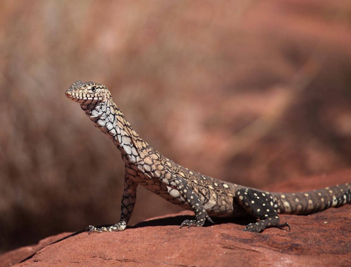 Biawak perentie