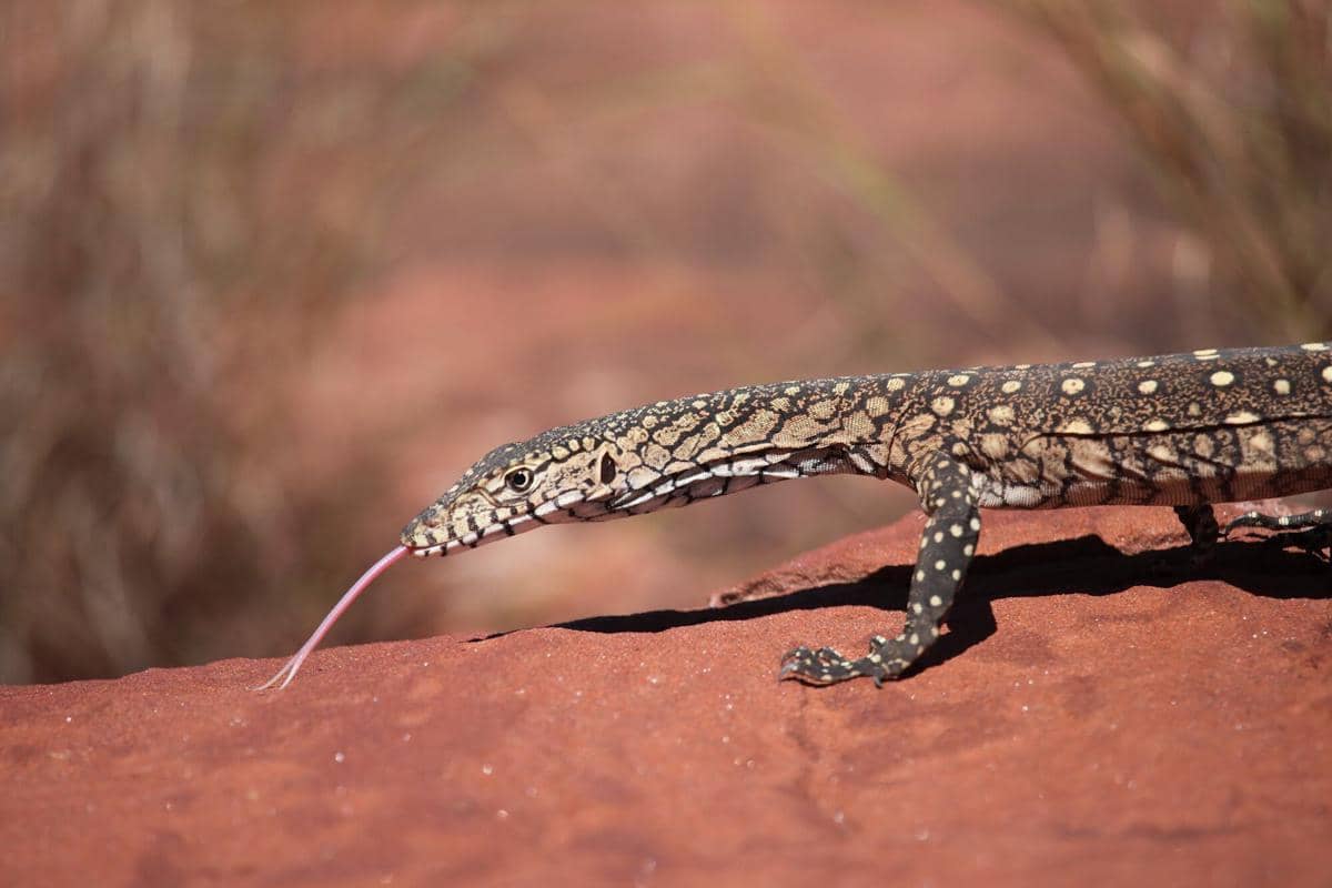 Biawak perentie
